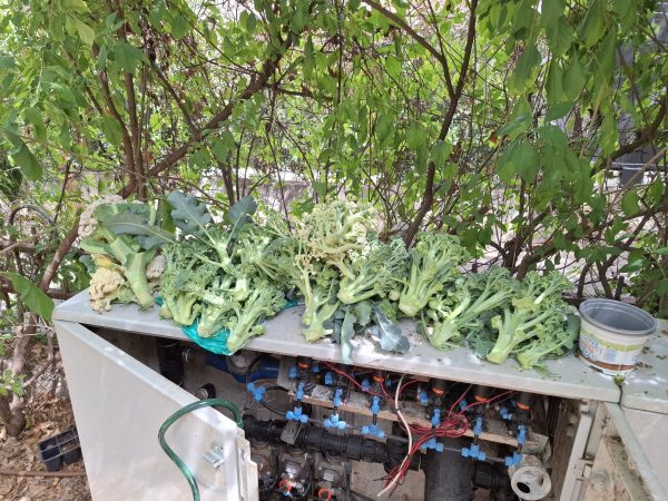 מתנדבי ליונס רמת גן עובדים עם הילדים בגינה הקהילתית - בתמונה יש את תוצאות הקטיף